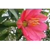 Passiflora Mixta - 10 graines