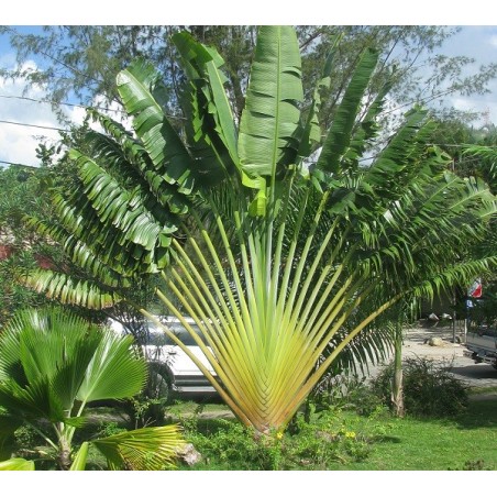 Ravenala Madagascariensis