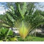 Ravenala Madagascariensis - 10 graines Ravenala Madagascariensis - 10 graines