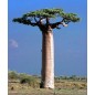 Adansonia Grandidierii - 10 graines Adansonia Grandidierii - 10 graines