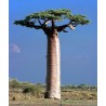 Adansonia Grandidierii - 10 graines