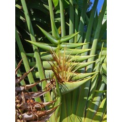 Graines de Ravenala Madagascariensis - 10 graines - Graines exotiques -  - 2