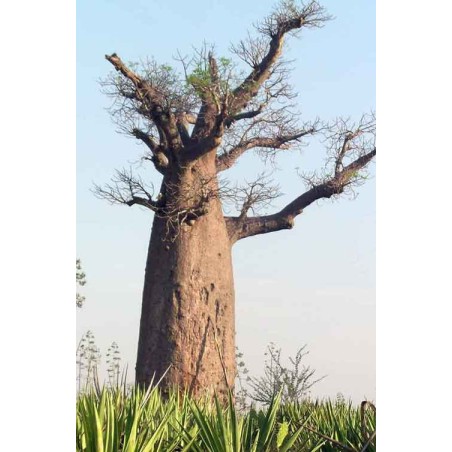 Adansonia Za - 10 graines