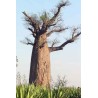 Adansonia Za - 10 graines