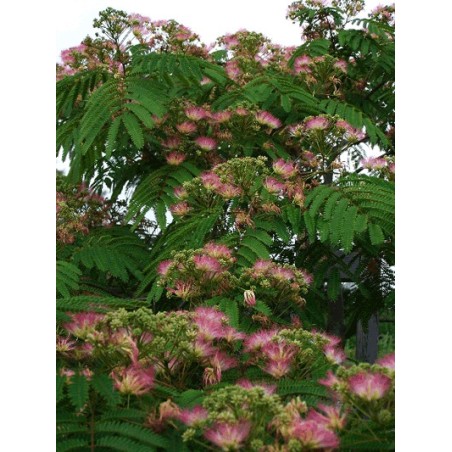 Albizia Julibrissin - 10 graines