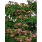 Albizia Julibrissin - 10 graines Albizia Julibrissin - 10 graines