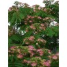 Albizia Julibrissin - 10 graines