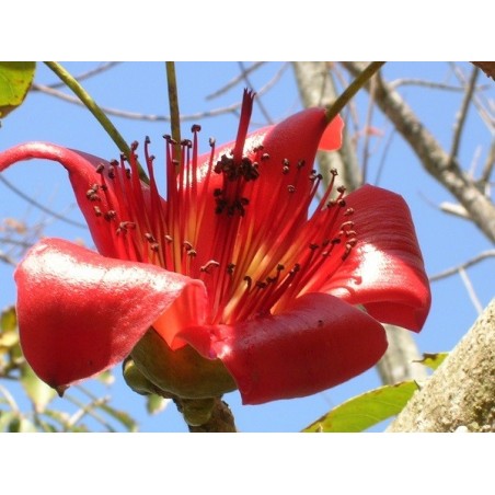 Fleur de bombax ceiba