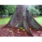 Bombax Ceiba - 10 graines Bombax Ceiba - 10 graines