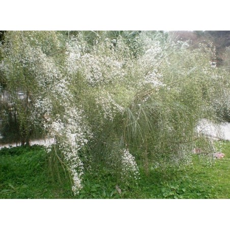 Retama Monosperma - 10 graines