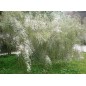 Retama Monosperma - 10 graines Retama Monosperma - 10 graines