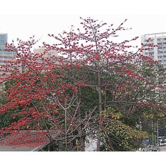 Fromager rouge en fleurs