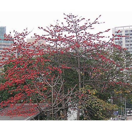 Bombax Ceiba - 10 graines