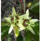 Passiflora Suberosa - 10 graines