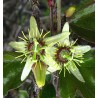 Fleurs de passiflore boule d'encre