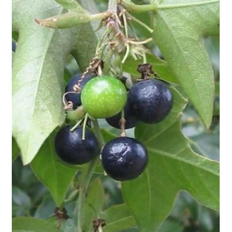 Passiflora Suberosa - 10 graines