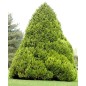 Thuya Orientalis  - 10 graines Thuya Orientalis  - 10 graines