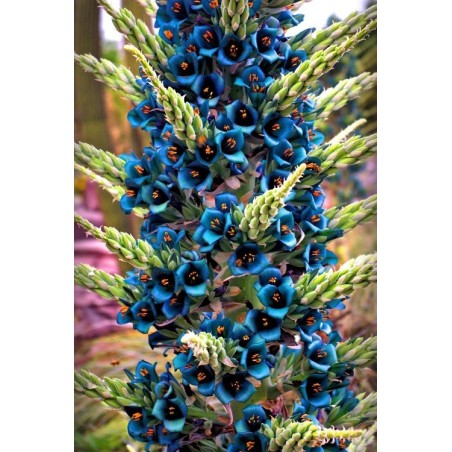 Puya alpestris en fleurs