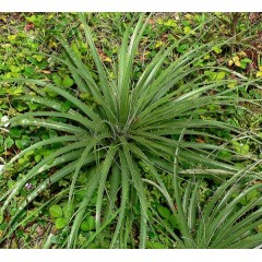 Feuilles épineuses en rosette de la puya alpestris