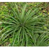 Feuilles épineuses en rosette de la puya alpestris