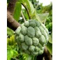 Annona Squamosa - 10 graines Annona Squamosa - 10 graines
