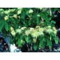 Albizia Lucidor - 10 graines Albizia Lucidor - 10 graines