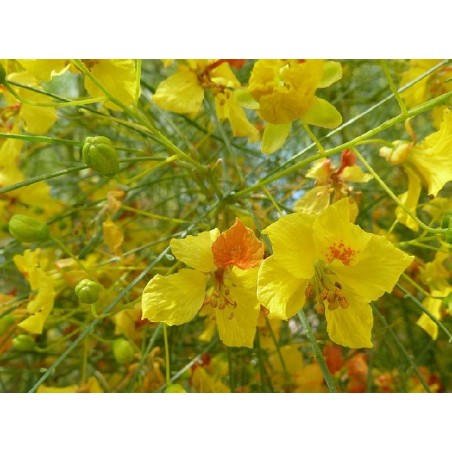 Fleurs d'épine de Jérusalem