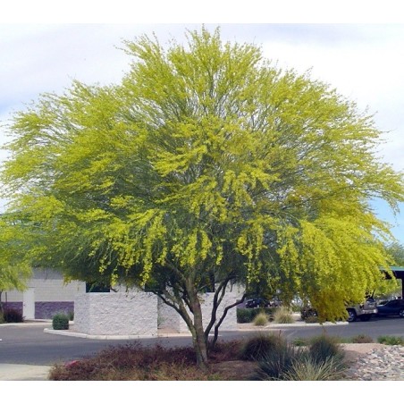 Parkinsonia Aculeata - 10 graines