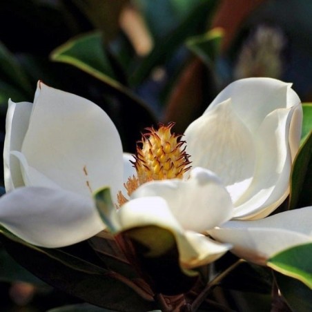 Fleur de magnolier