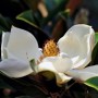 Fleur de magnolier