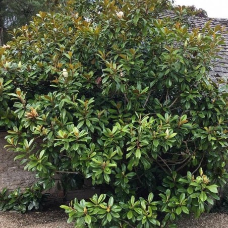 Magnolia Grandiflora - 10 graines