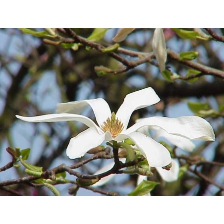 Magnolia Kobus - 10 graines