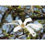 Fleur de magnolia de Kobé
