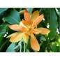Magnolia Champaca - 10 graines Magnolia Champaca - 10 graines