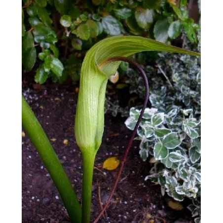 Arisaema intermedium