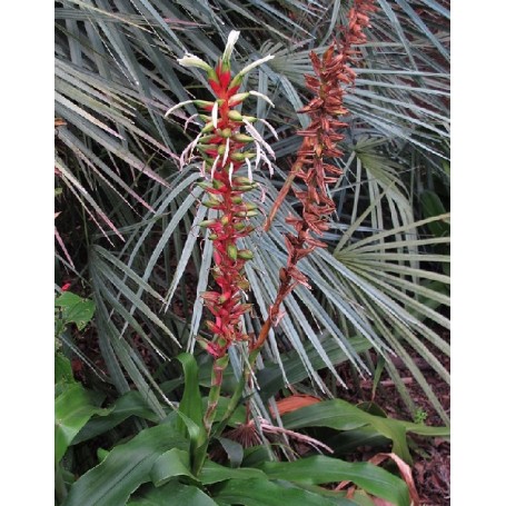 Pitcarnia maidifolia en floraison