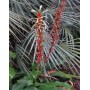 Pitcarnia maidifolia en floraison