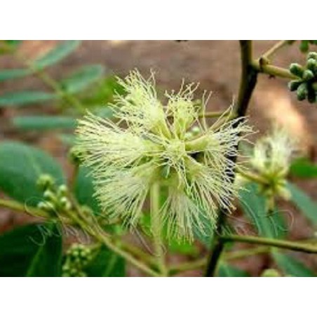 Albizia Procera - 10 graines