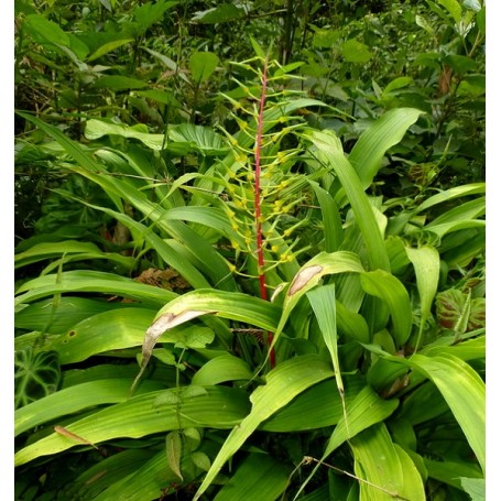 Superbe plante tropicale pitcairnia spectabilis