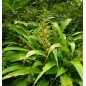 Pitcairnia Spectabilis - 10 graines Pitcairnia Spectabilis - 10 graines