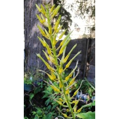 Pitcairnia Xanthocalyx