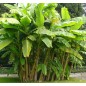 Musa Yunnanensis - 10 graines Musa Yunnanensis - 10 graines