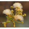 Albizia Richardiana - 10 graines