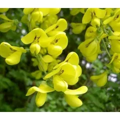 Fleurs de cytise faux-ébénier