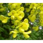Laburnum Anagyroides - 10 graines Laburnum Anagyroides - 10 graines