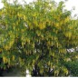 Laburnum Anagyroides - 10 graines Laburnum Anagyroides - 10 graines