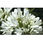 Fleur d'agapanthus praecox albal