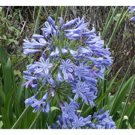 Fleur d'agapanthe bleu