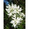 Amelanchier Ovalis - 10 graines