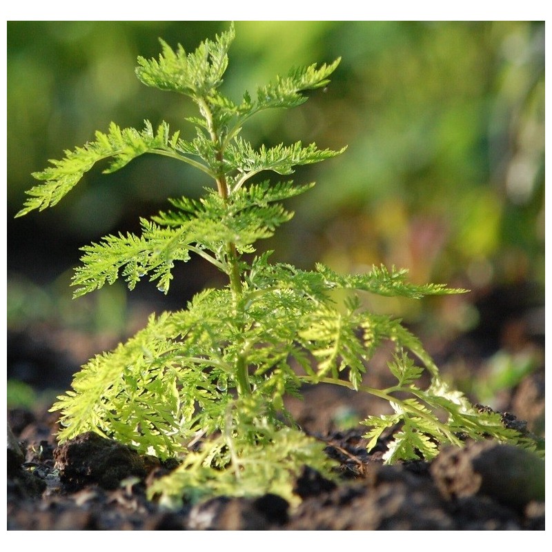 Armoise annuelle - Artemisia Annua